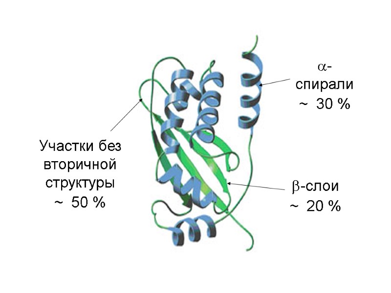 -спирали ~  30 % -слои ~  20 % Участки без вторичной структуры